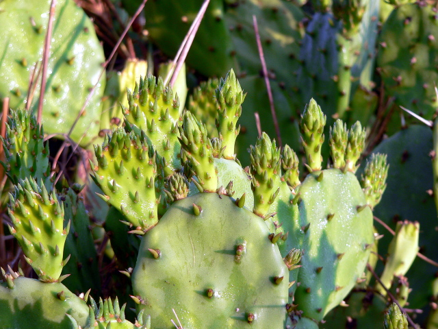 p1170597