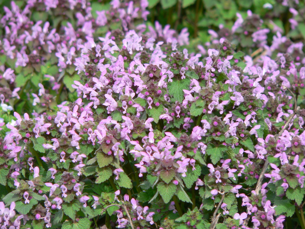 Sansarak ile Bahara&nbsp;Merhaba