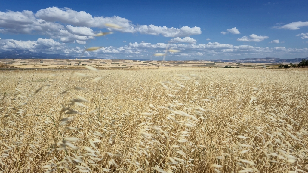 Merzifon yakınlarında başak tarlaları
