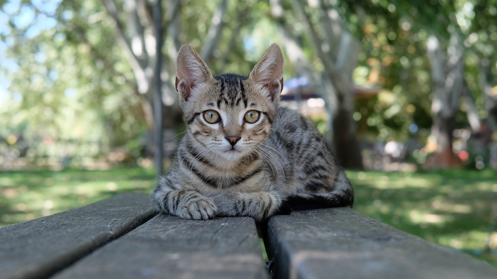 Tekir Kedi